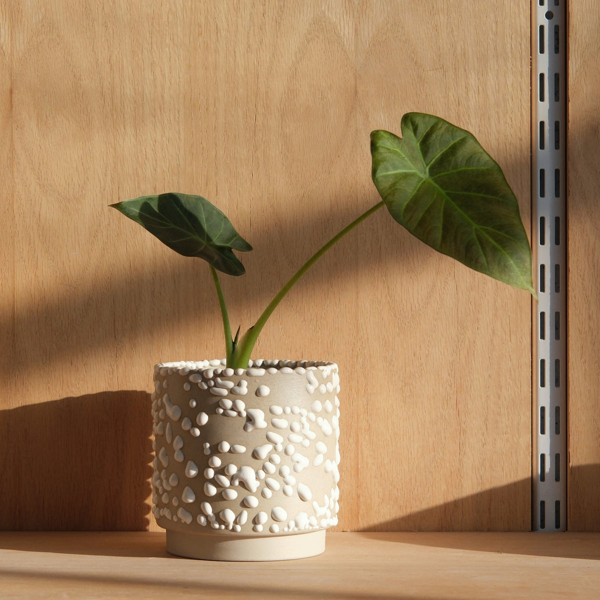 Kolo (Gloopy) Planter - 2 sizes – Misewell