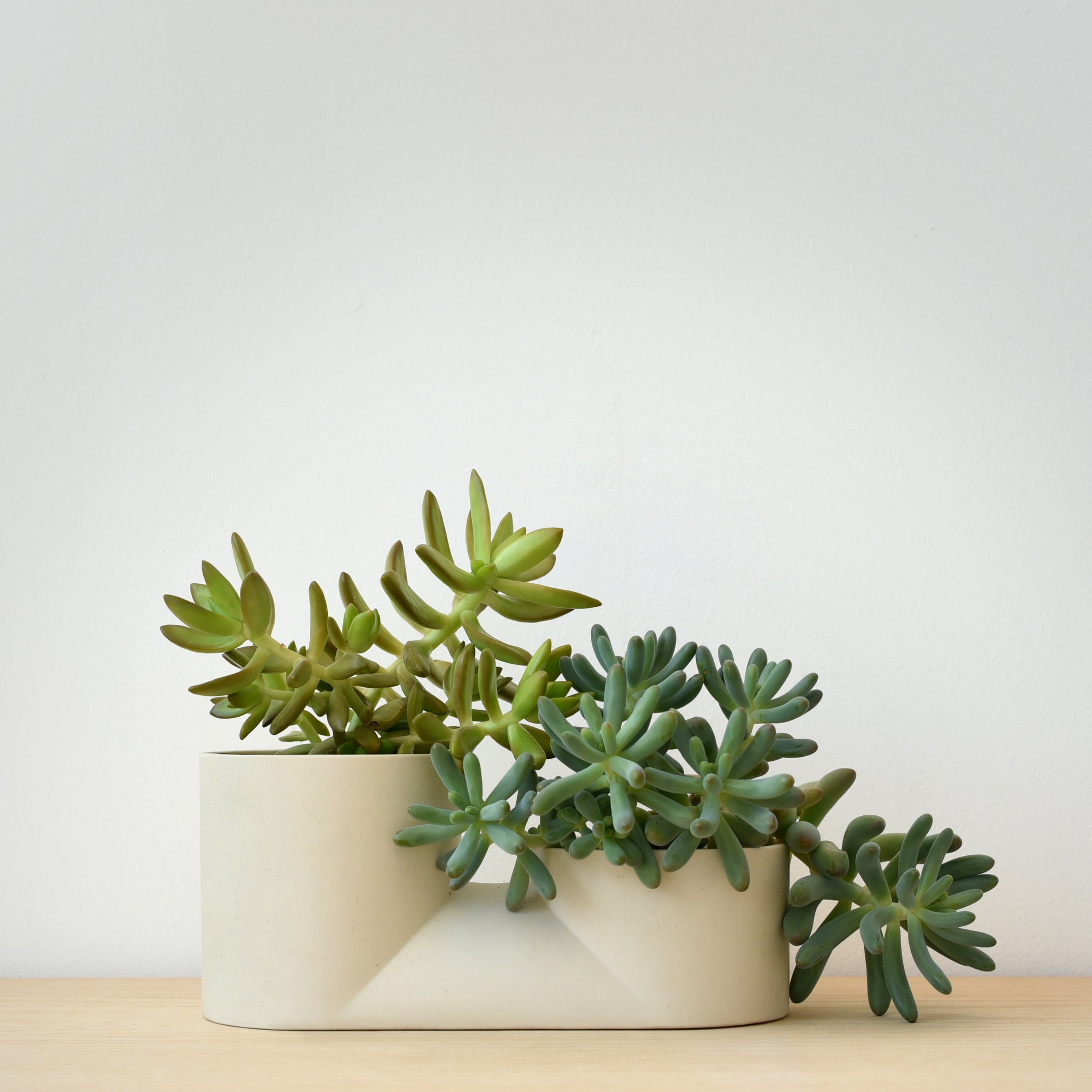 Double Planter Dune