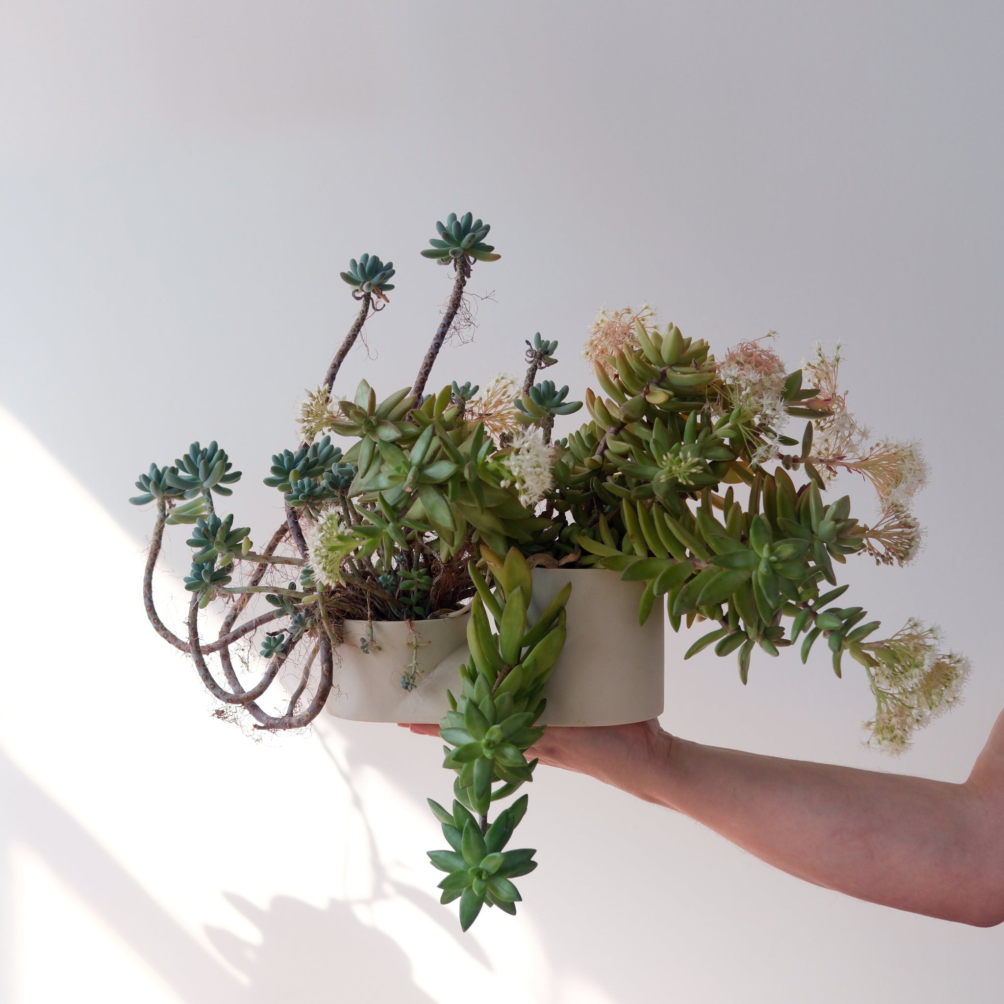 Double Planter Dune