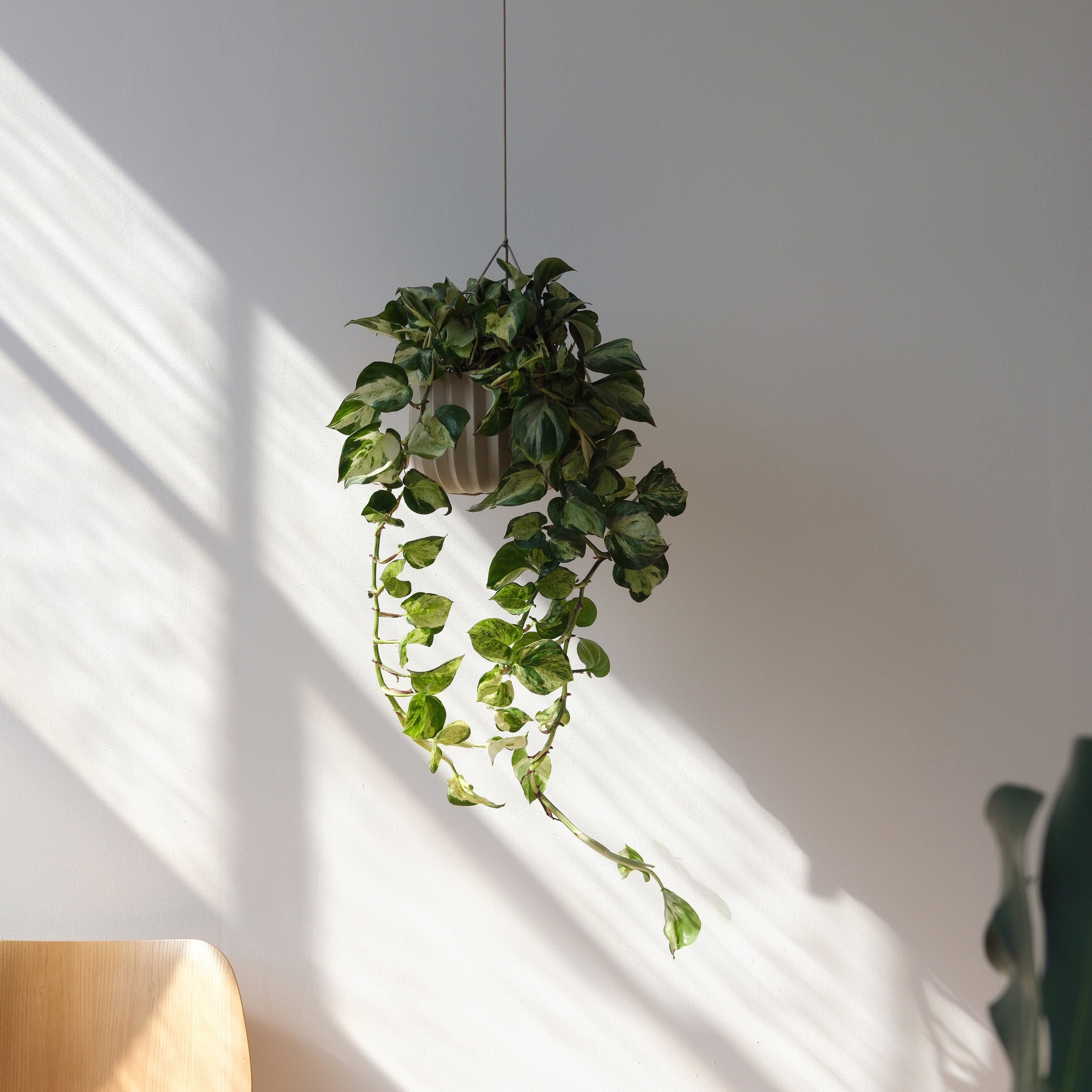 plant hanging kit Wrap Hanging Kit Tan
