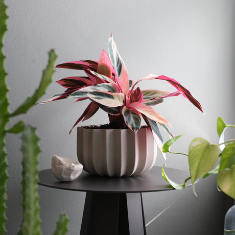 wrap plant pot Wrap Planter - 4 Sizes