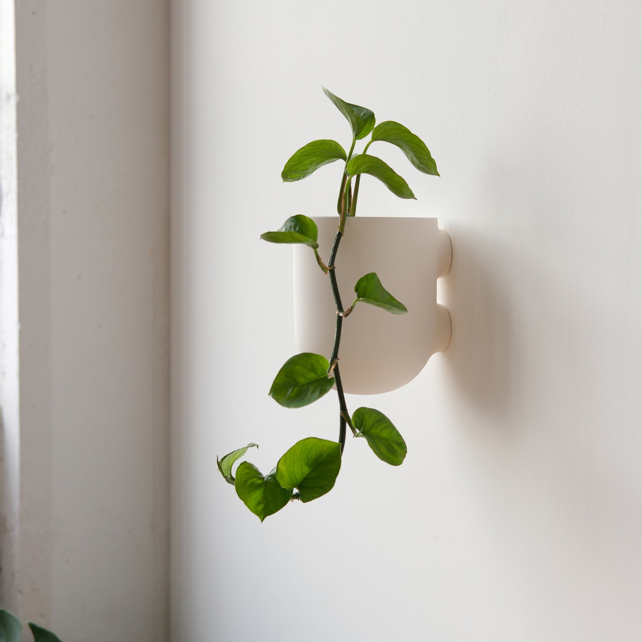 flat back hanging planter Bender Wall Planter Bone