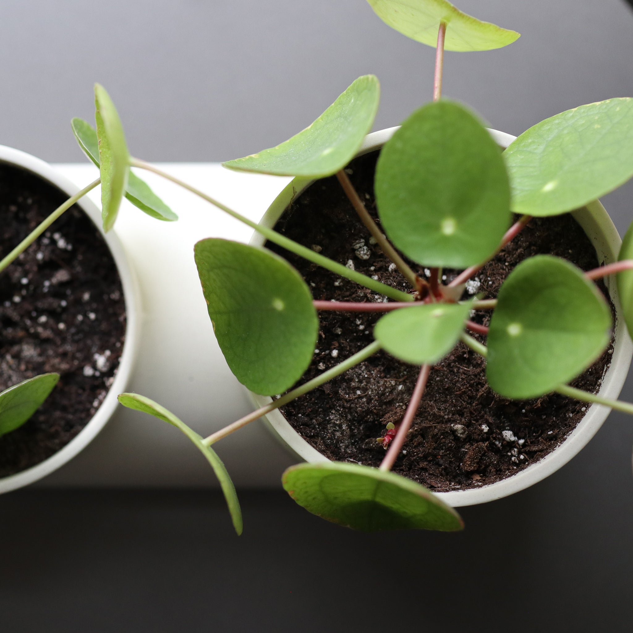 Double Planter Dune